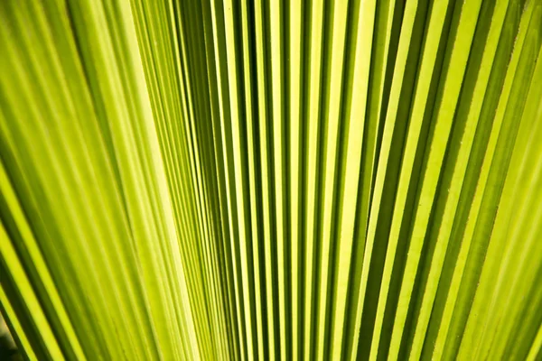 Zielony wzór, z tle liść palmowy — Zdjęcie stockowe