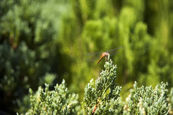 松の木の上にトンボ昆虫 — ストック写真