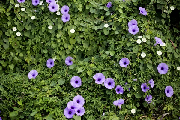Purpurowy kwiat i bluszcz w ogrodzie — Zdjęcie stockowe