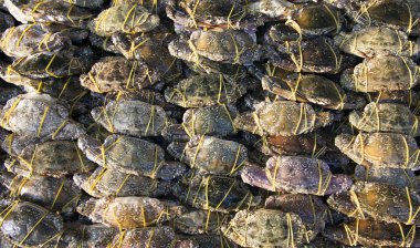 taze Yengeç kauçuk buz ile