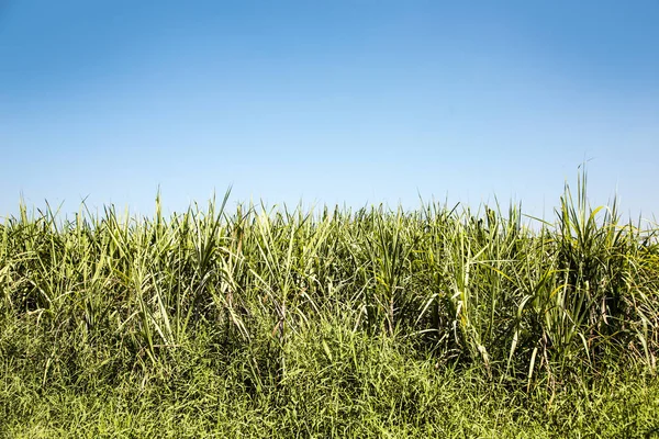 顶绿色 sugarcan 树, 天空晴朗 — 图库照片