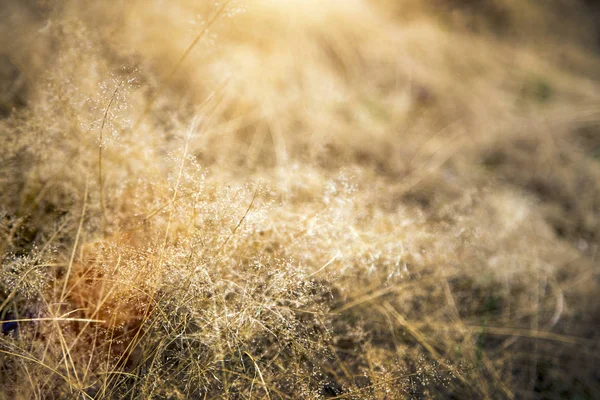 冬の草の美観を損なう — ストック写真