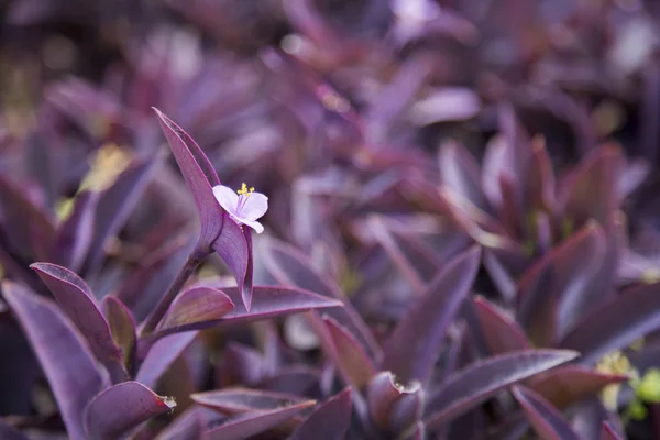 Pianta viola nella stagione invernale — Foto Stock