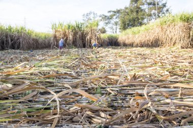 Çiftçi hasat şeker kamışı alan tarım Life