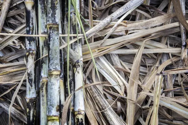Harvest Sugarcan Cool Season Dry Leaf — Stock Photo, Image