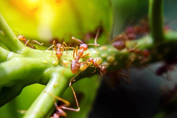 red ant walking on green leaf in morning light