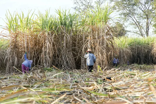 Agricultor Colheita Campo Açúcar Vida Agrícola — Fotografia de Stock