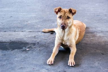 handsom sokak köpeği kamera çimento zemin üzerinde seyir