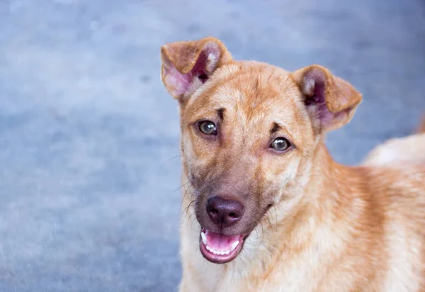 Close Bonito Rosto Cão Vadio Olhando Para Câmera — Fotografia de Stock