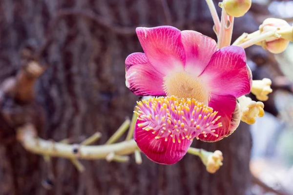 Sala Blume Gartenbaum Aus Nächster Nähe — Stockfoto