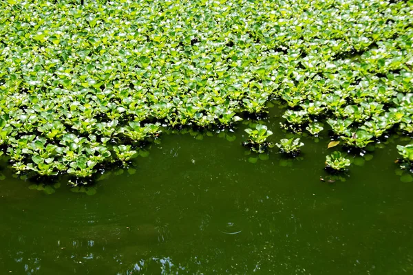 Planta Himno Agua Estanque Verde — Foto de Stock