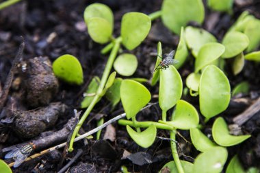 bok el davranışı üzerinde yaprak yeşil sinek
