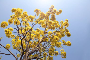 Gümüş trompet ağaç, altın, Paraguaylı gümüş trompet tre ağacı