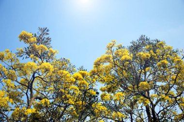 Gümüş trompet ağaç, altın, Paraguaylı gümüş trompet tre ağacı