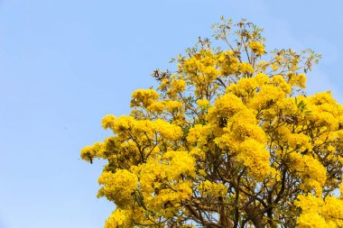 Gümüş trompet ağaç, altın, Paraguaylı gümüş trompet tre ağacı