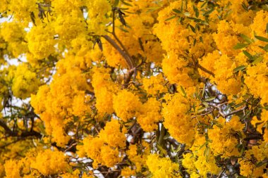 Gümüş trompet ağaç, altın, Paraguaylı gümüş trompet tre ağacı