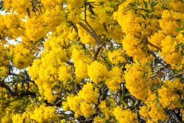 Gümüş trompet ağaç, altın, Paraguaylı gümüş trompet tre ağacı