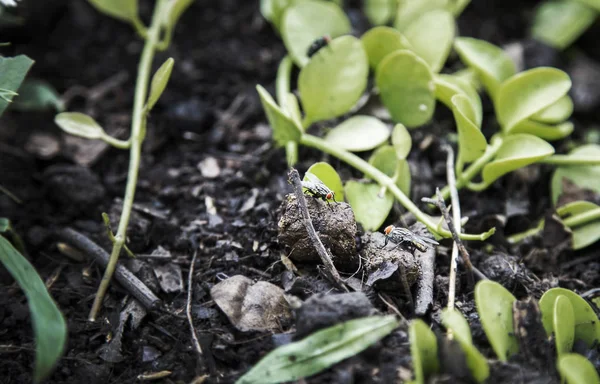 Fly meeting on dirty soil natural life — Stock Photo, Image