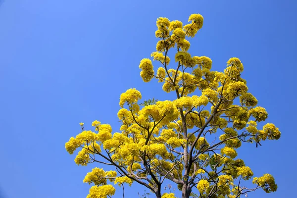 Silberner Trompetenbaum, Baum aus Gold, paraguayische silberne Trompete — Stockfoto