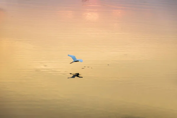 Günbatımı zaman su üzerinde uçan kuş — Stok fotoğraf