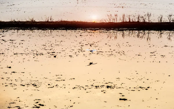 Ave voladora en el campo de arroz de agua al atardecer — Foto de Stock