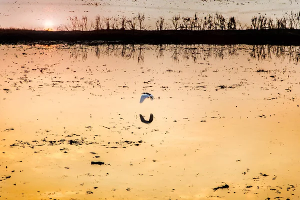 Flying bird on water rice field at sunset — Stock Photo, Image