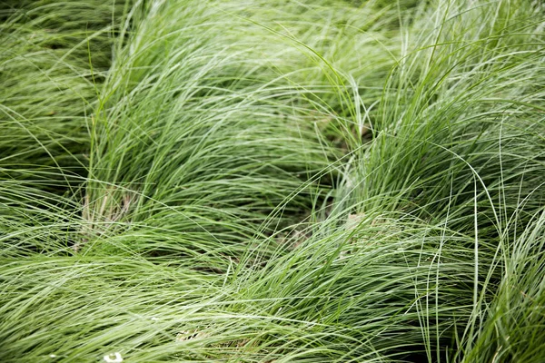 風の高い緑の芝生 自然の背景 — ストック写真