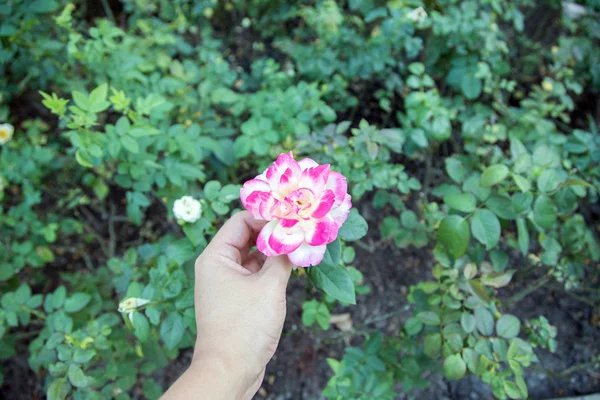 Naturaleza rosa flor en el jardín —  Fotos de Stock
