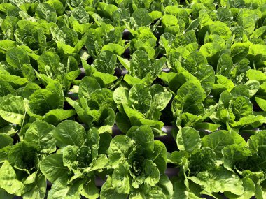 yeşil yapraklı hidrofonik sebze tarlası