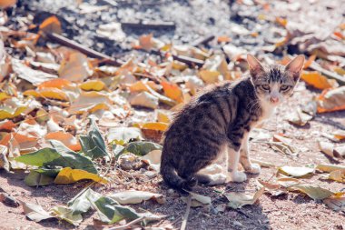 Sabah yaz parkında küçük sokak kedisi