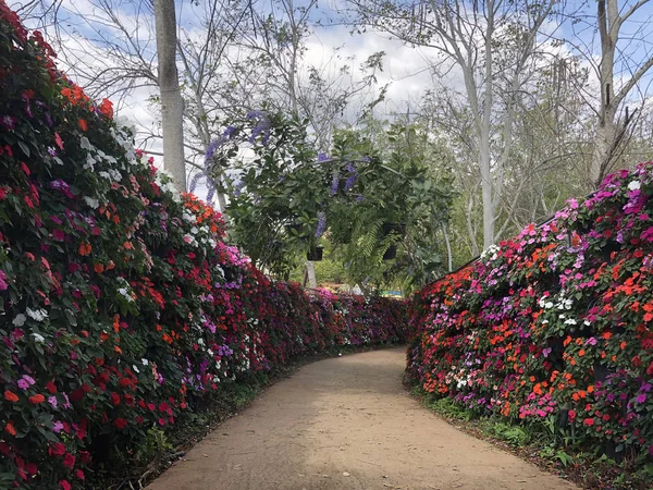 Beleza na natureza com flor roxa no parque — Fotografia de Stock