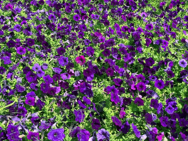 Flor púrpura en el parque para fondo de la naturaleza — Foto de Stock