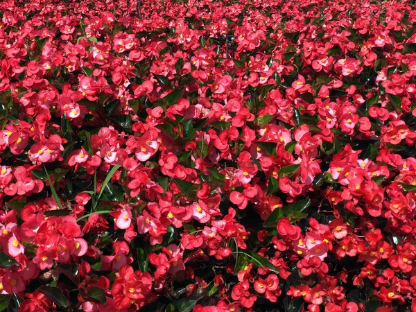 Flor roja en el jardín para el fondo — Foto de Stock