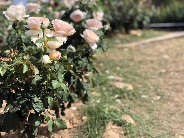 natural rose garden in agriculture life