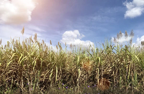 Paysage herbe haute sur le ciel — Photo