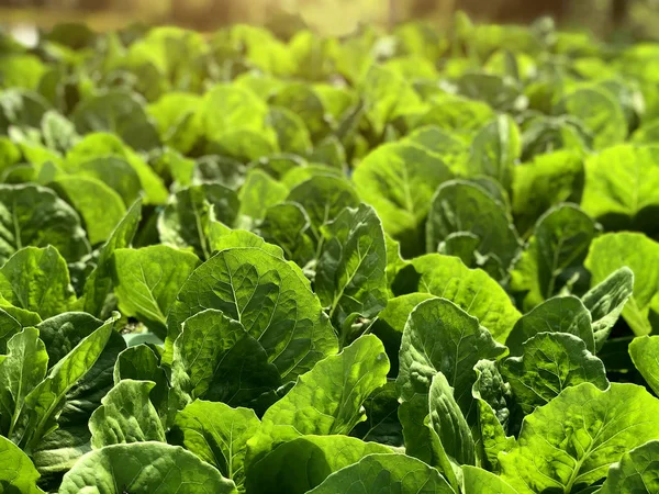 Green leaf hydroponic vegetable field — Stock Photo, Image