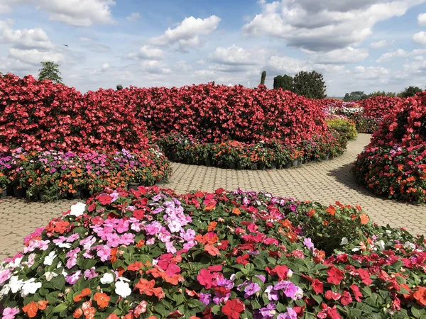 Röd blomma med gul pollen på trädgården — Stockfoto