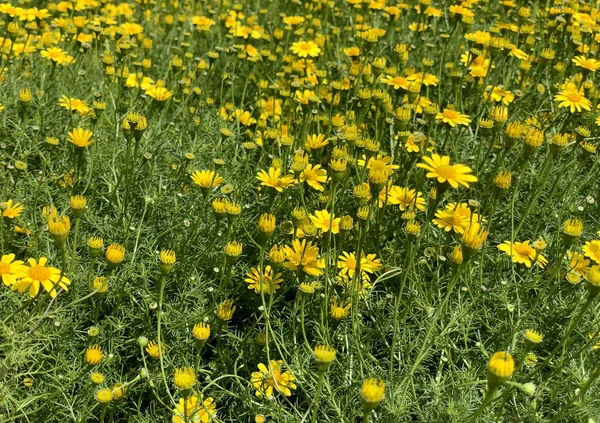 Spokojny lub żółty krzak stokrotki na Flora Park — Zdjęcie stockowe
