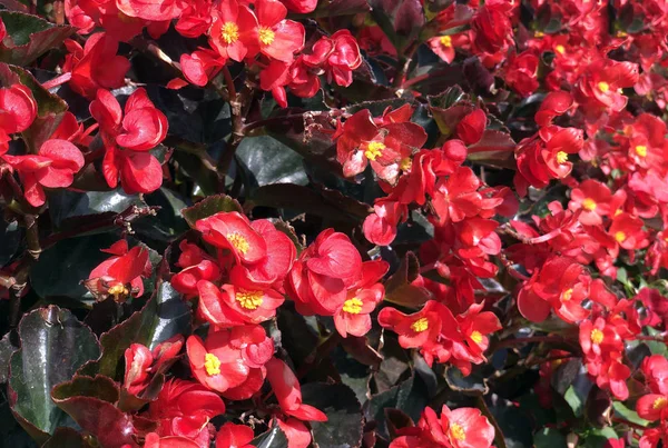Flor roja con polen amarillo en el jardín — Foto de Stock