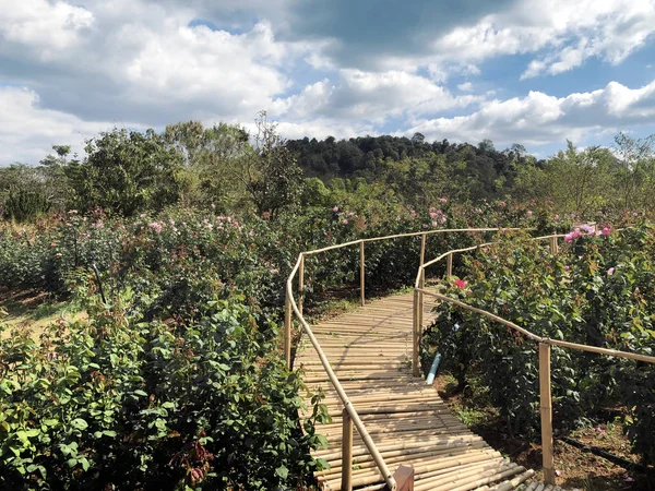 Bambu trä bro gångväg på ros blomma — Stockfoto