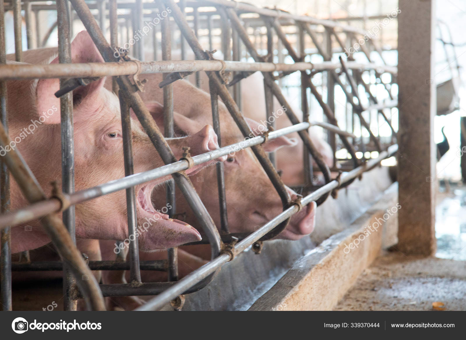 Piggy face in iron cage in agriculture farm Stock Photo by ©yanukit 339370444 Piggy face in iron cage in agriculture farm Stock Photo by ©yanukit 339370444