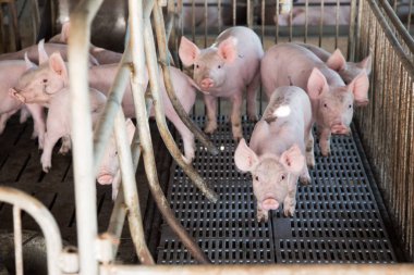 Tarım çiftliğindeki demir kafeste domuz suratlı.
