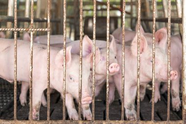 piggy face in iron cage in agriculture farm clipart