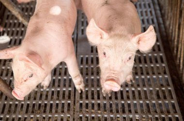 Tarım çiftliğindeki demir kafeste domuz suratlı.