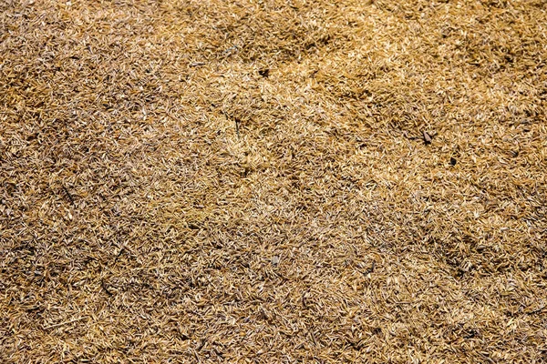 Dry rice grain texture background — Stock Photo, Image