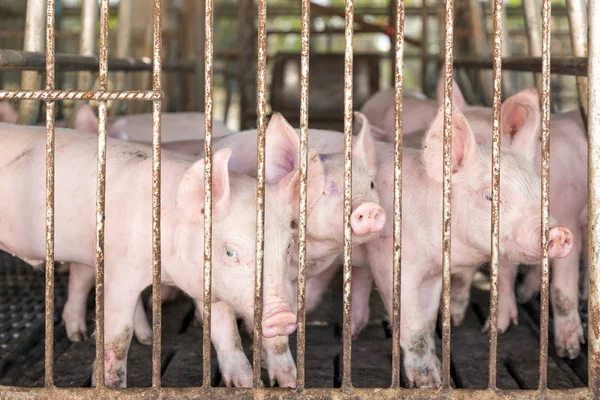 piggy face in iron cage in agriculture farm