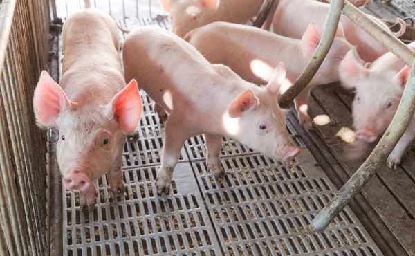 piggy face in iron cage in agriculture farm