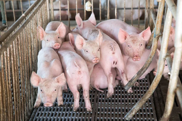 piggy face in iron cage in agriculture farm