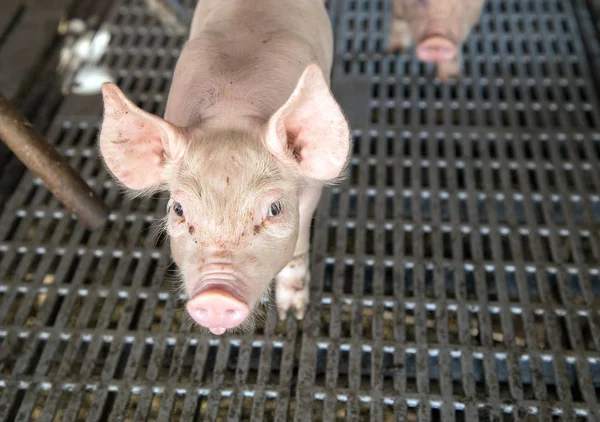 Cara de porco em gaiola de ferro na fazenda agrícola — Fotografia de Stock