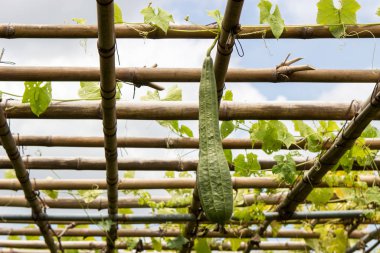 Bahçede yeşil kemerli kabak sarmaşığı bitkisi